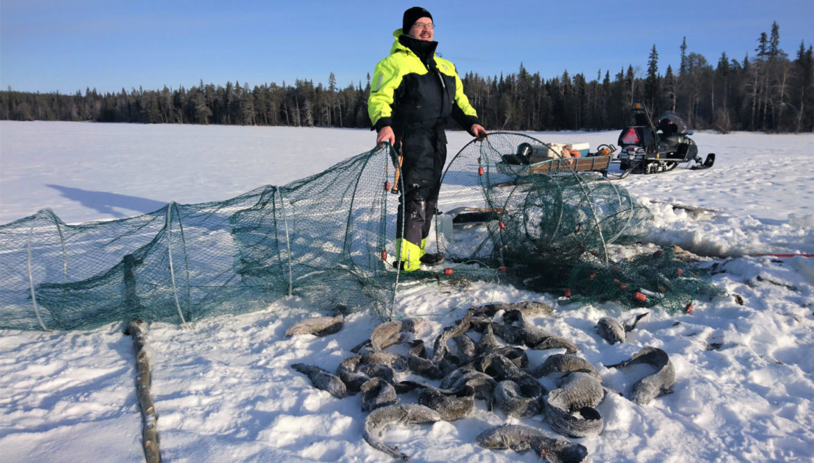 Burbot (lota lota) in the Arctic Circle of lake Miekojärvi - Lapin