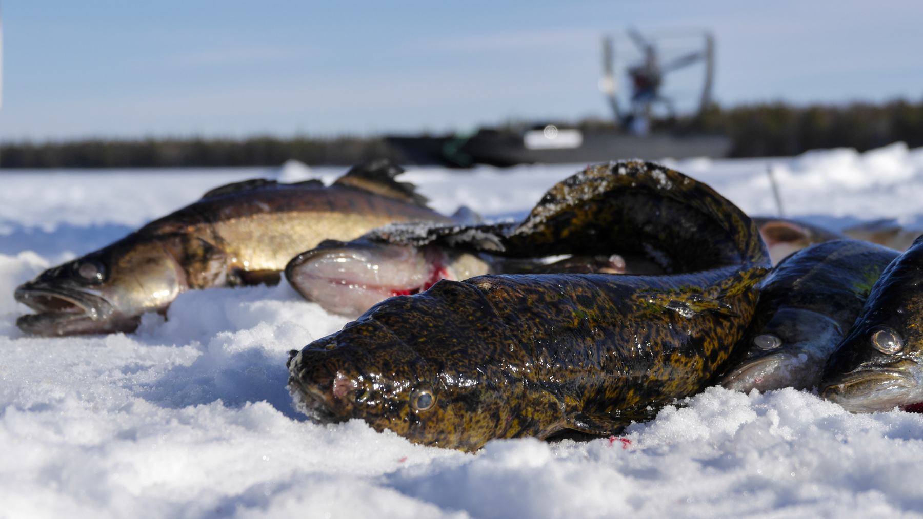 Налим на озерах. Зимняя ловля налима. Зимняя рыбалка на налима. Рыбалка на налима зимой. Улов налима зимой.