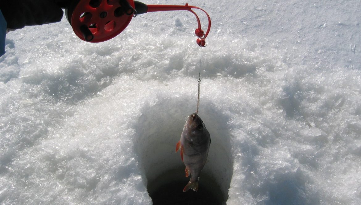Winter Ice Fishing is a Lot of Perch. Lake Peipus Estonia Stock