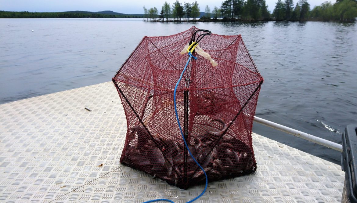 Commercial fishing in the Arctic Circle's Lake Miekojärvi in the
