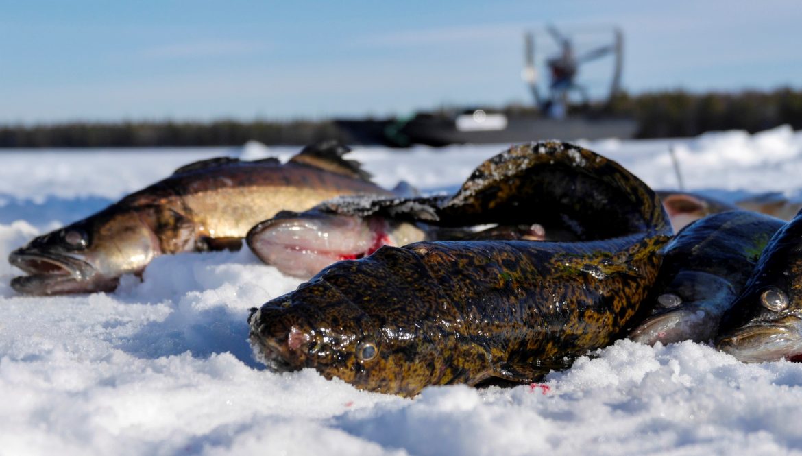 Winter Net Fishing in Lapland