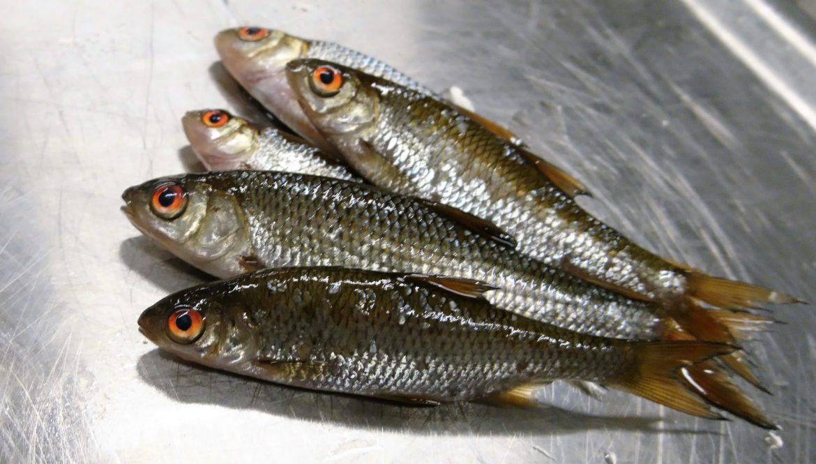 Särki (rutilus rutilus) napapiirin Miekojärveltä - Lapin Villikala –  Lapland Wild Fish – Miekojärvi Pello Lappi