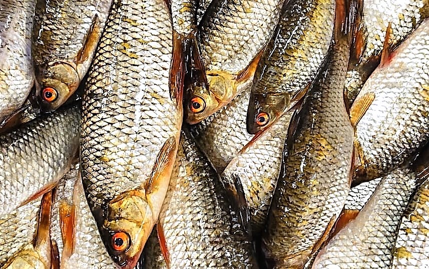 Särki (rutilus rutilus) napapiirin Miekojärveltä - Lapin Villikala –  Lapland Wild Fish – Miekojärvi Pello Lappi