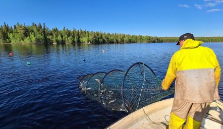 Kaupallinen kalastus Miekojärvi - avovesikausi